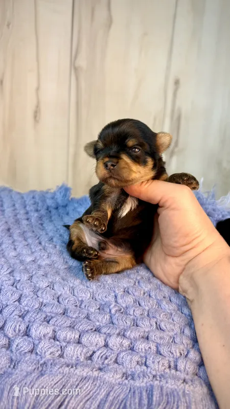 Merlin – Yorkshire Terrier puppy for sale in Roseville, CA