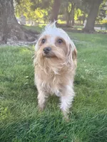 Ranger, a male Yorkipoo for sale in Roseville, CA – 2 of 7