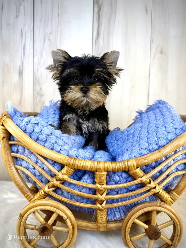 Merlin – Yorkshire Terrier puppy for sale in Roseville, CA