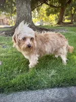 Ranger, a male Yorkipoo for sale in Roseville, CA – 6 of 7