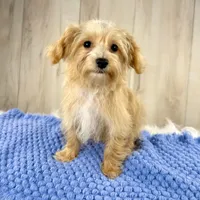 Ranger, a male Yorkipoo for sale in Roseville, CA – Photo 3 of 3