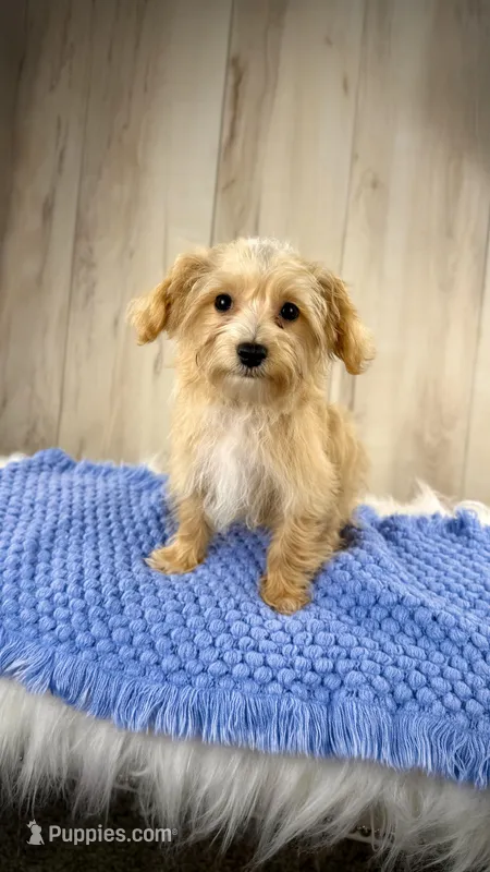 Yorkipoo Boy, a male Yorkipoo for sale in Roseville, CA – Photo 1 of 3