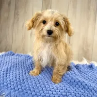 Ranger, a male Yorkipoo for sale in Roseville, CA – Photo 1 of 3