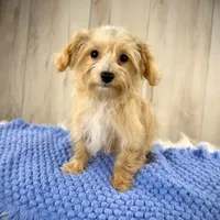 Ranger, a male Yorkipoo for sale in Roseville, CA – Photo 2 of 3