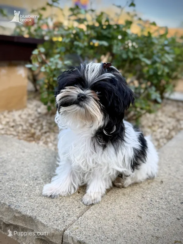 Murray – Morkie puppy for sale in Roseville, CA