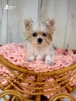 Daisy, a female Morkie for sale in Roseville, CA – 2 of 3