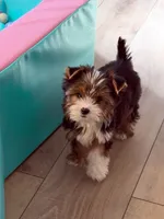 Babydoll, a female Yorkshire Terrier for sale in Roseville, CA – 2 of 2