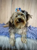 Hank, a male Yorkipoo for sale in Roseville, CA – 3 of 5