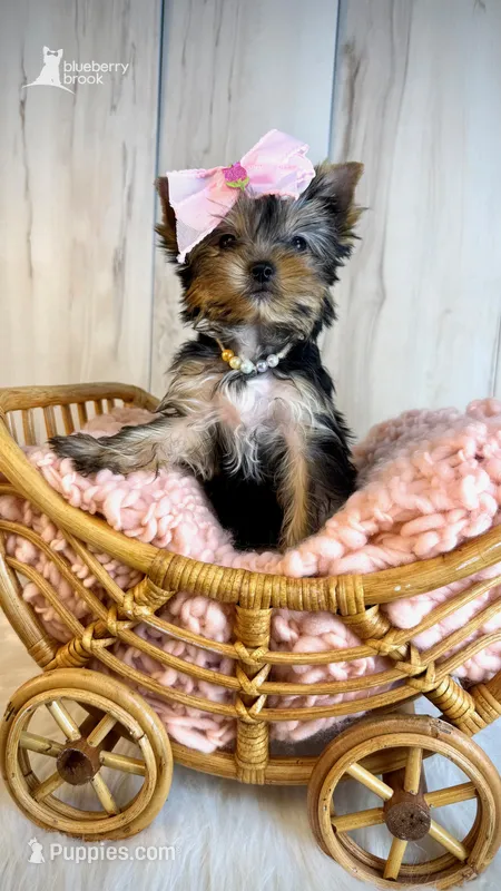 Evie – Yorkshire Terrier puppy for sale in Roseville, CA