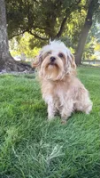 Ranger, a male Yorkipoo for sale in Roseville, CA – 5 of 7