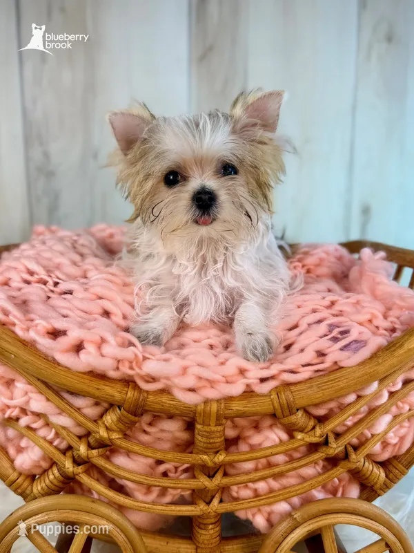 Daisy – Morkie puppy for sale in Roseville, CA
