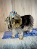 Hank, a male Yorkipoo for sale in Roseville, CA – 4 of 5