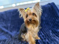 Chase - AKC, a male Yorkshire Terrier for sale in Roseville, CA – Photo 3 of 5