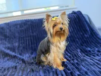 Chase - AKC, a male Yorkshire Terrier for sale in Roseville, CA – Photo 5 of 5
