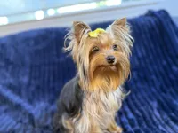 Chase - AKC, a male Yorkshire Terrier for sale in Roseville, CA – Photo 2 of 5