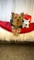 Chase - AKC, a male Yorkshire Terrier for sale in Roseville, CA – Photo 3 of 5