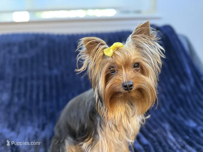 Chase - AKC – Yorkshire Terrier puppy for sale in Roseville, CA