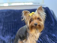 Chase - AKC, a male Yorkshire Terrier for sale in Roseville, CA – Photo 1 of 5