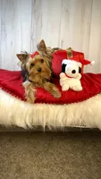 Chase - AKC, a male Yorkshire Terrier for sale in Roseville, CA – Photo 1 of 5