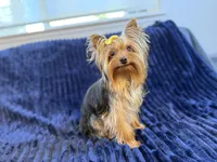 Chase - AKC, a male Yorkshire Terrier for sale in Roseville, CA – Photo 4 of 5