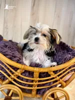 Poppy, a female Morkie for sale in Roseville, CA – 2 of 3
