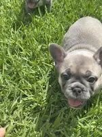 Orange, a male French Bulldog for sale in Katy, TX – 3 of 5