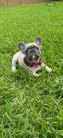 Orange, a male French Bulldog for sale in Katy, TX – 5 of 5