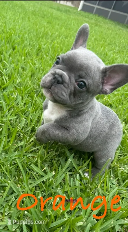 Orange – French Bulldog puppy for sale in Katy, TX
