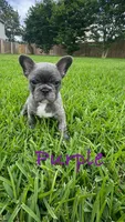 Orange, a male French Bulldog for sale in Katy, TX – 2 of 5