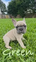 Orange, a male French Bulldog for sale in Katy, TX – 4 of 5