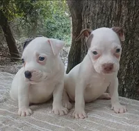 Black Tri Pie Female, a female American Bully for sale in Chiefland, FL – 8 of 10