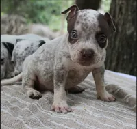 Chocolate Roan Ticked Tri, a male American Bully for sale in Chiefland, FL – 7 of 10