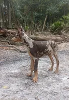 Merle Female 1, a female Doberman Pinscher for sale in Chiefland, FL – 1 of 10