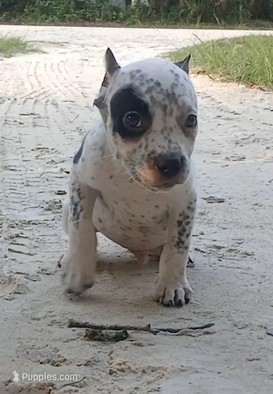 Black Ticked Tri Male – American Bully puppy for sale in Chiefland, FL