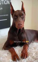 Merle Female 1, a female Doberman Pinscher for sale in Chiefland, FL – 6 of 10