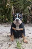Black Ticked Tri Female, a female American Bully for sale in Chiefland, FL – 8 of 10