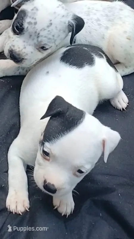 Black Tri Pie Female – American Bully puppy for sale in Chiefland, FL