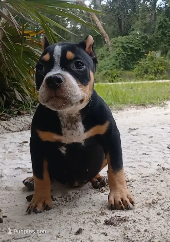 Black Ticked Tri Female – American Bully puppy for sale in Chiefland, FL