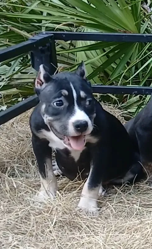 Black Tri Female – American Bully puppy for sale in Chiefland, FL