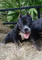 Black Trindle Female, a female American Bully for sale in Chiefland, FL – 1 of 10