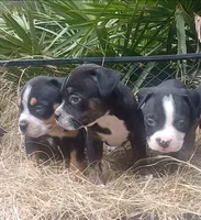 Black Trindle Female, a female American Bully for sale in Chiefland, FL – 4 of 9