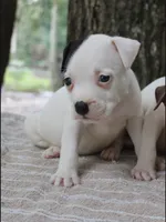Black Tri Pie Female, a female American Bully for sale in Chiefland, FL – 7 of 10