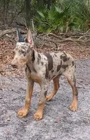 Merle Female 2, a female Doberman Pinscher for sale in Chiefland, FL – 10 of 10
