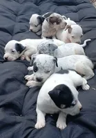 Black Tri Pie Female, a female American Bully for sale in Chiefland, FL – 4 of 10