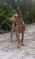 Merle Female 1, a female Doberman Pinscher for sale in Chiefland, FL – 6 of 10