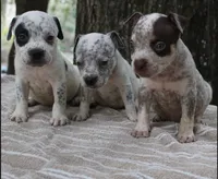 Chocolate Roan Ticked Tri, a male American Bully for sale in Chiefland, FL – 5 of 10