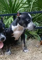 Black Ticked Trindle Male, a male American Bully for sale in Chiefland, FL – 1 of 10