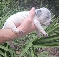 Black Ticked Tri Male, a male American Bully for sale in Chiefland, FL – 4 of 9