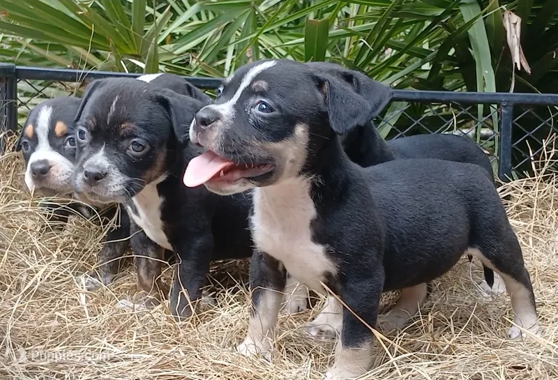 Black Tri Male – American Bully puppy for sale in Chiefland, FL