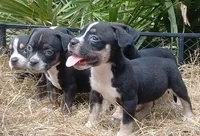 Black Tri Male, a male American Bully for sale in Chiefland, FL – 1 of 9